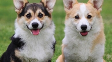 100 best twin dog names
