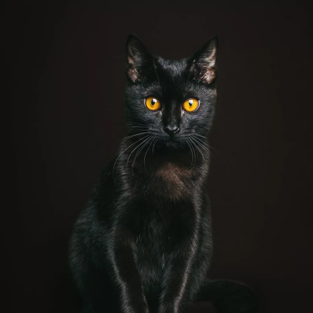 Best black cat names