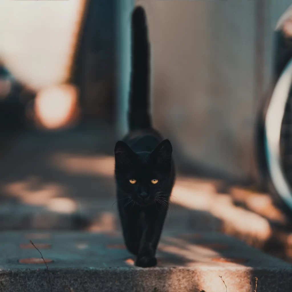 Best black cat names 