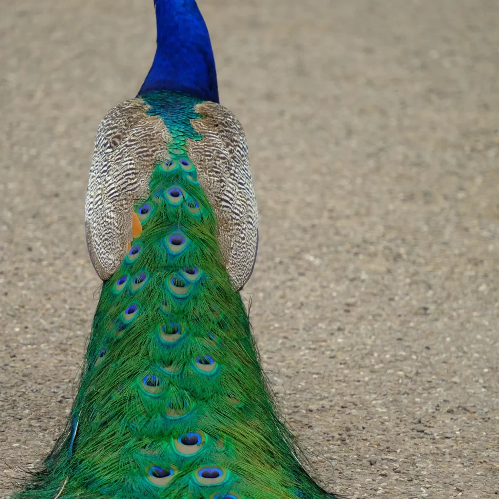 Best Peacock Names
