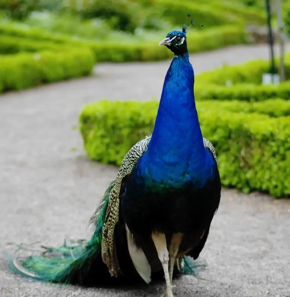 Best Peacock Names
