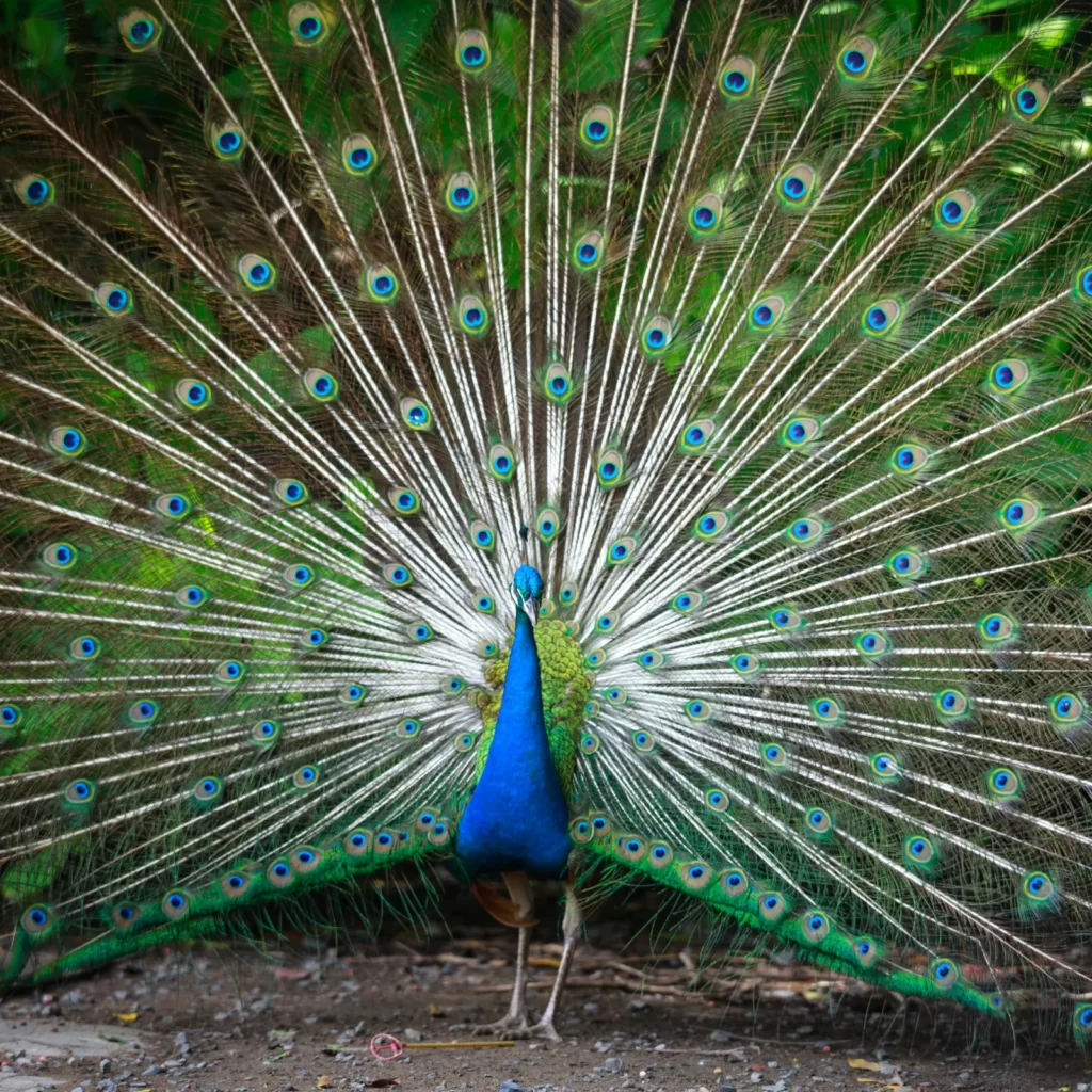 Best Peacock Names 